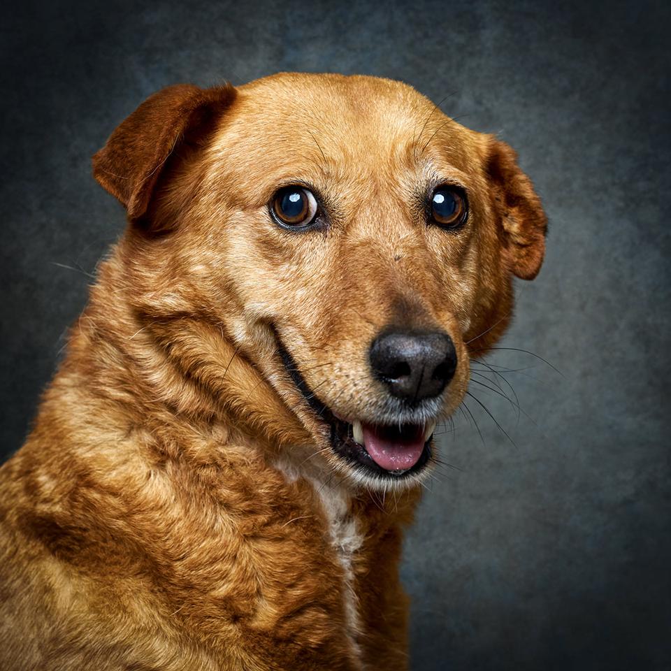 Retrato de Ruby, cadela para adoção em Leiria