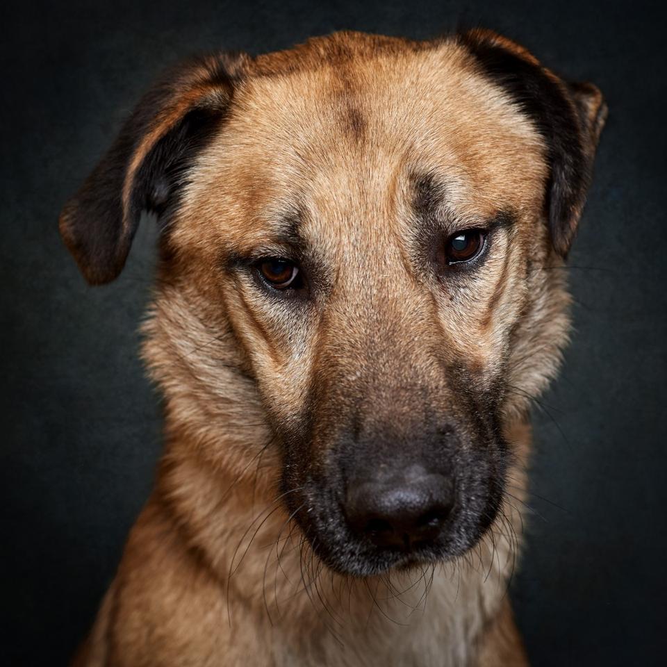 Retrato de Mateus, cão para adoção em Leiria