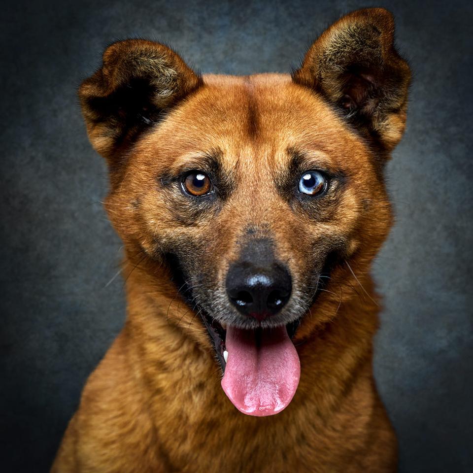 Retrato de Nico, cão para adoção em Leiria