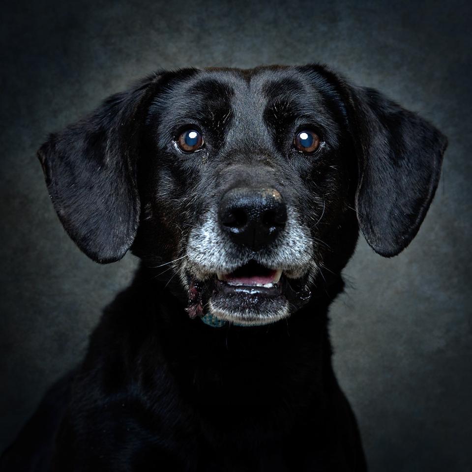 Retrato de Jasper, cão para adoção em Leiria
