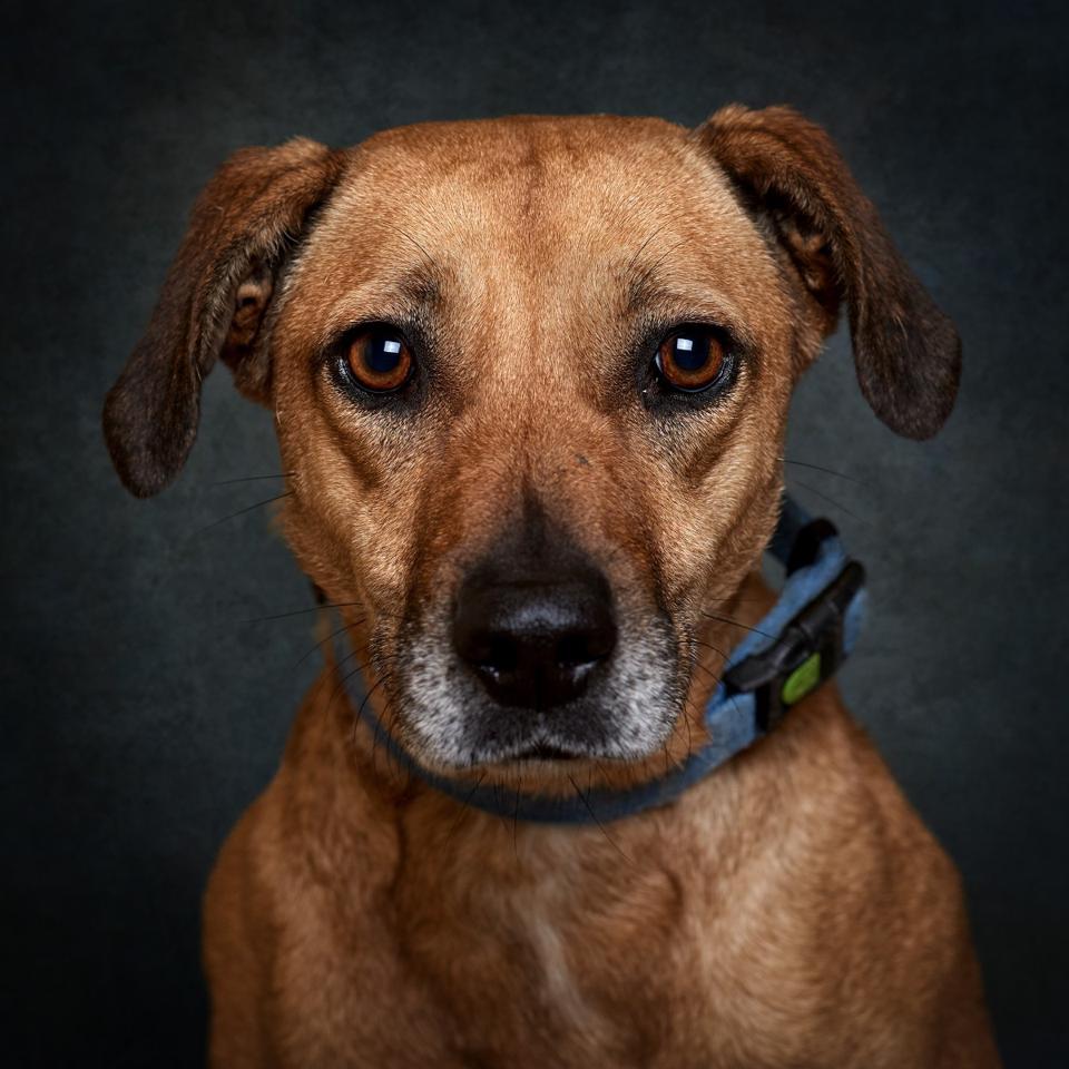 Retrato de Hope, cão para adoção em Leiria