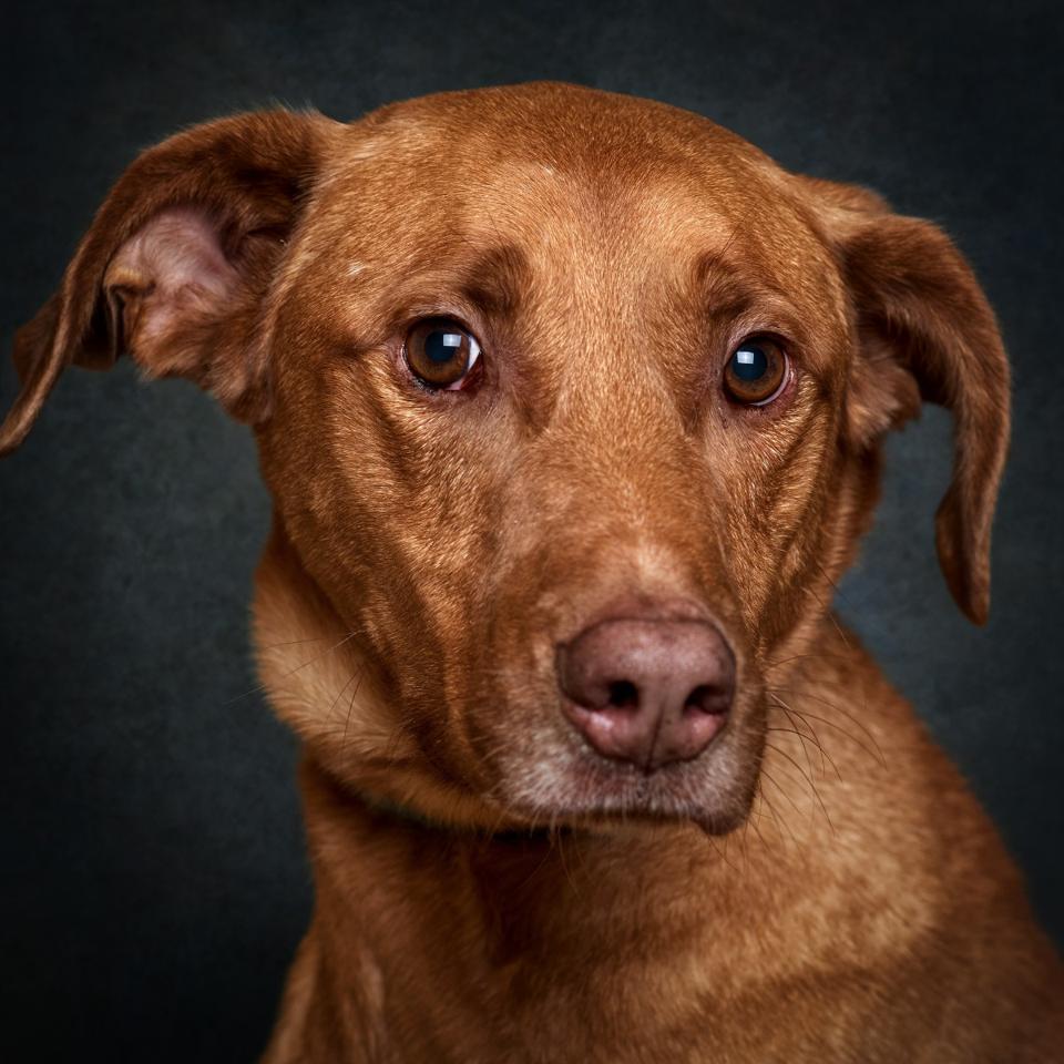 Retrato de Lelo, cão para adoção em Leiria
