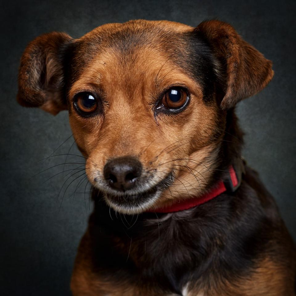 Retrato de Jordana, cadela para adoção em Leiria