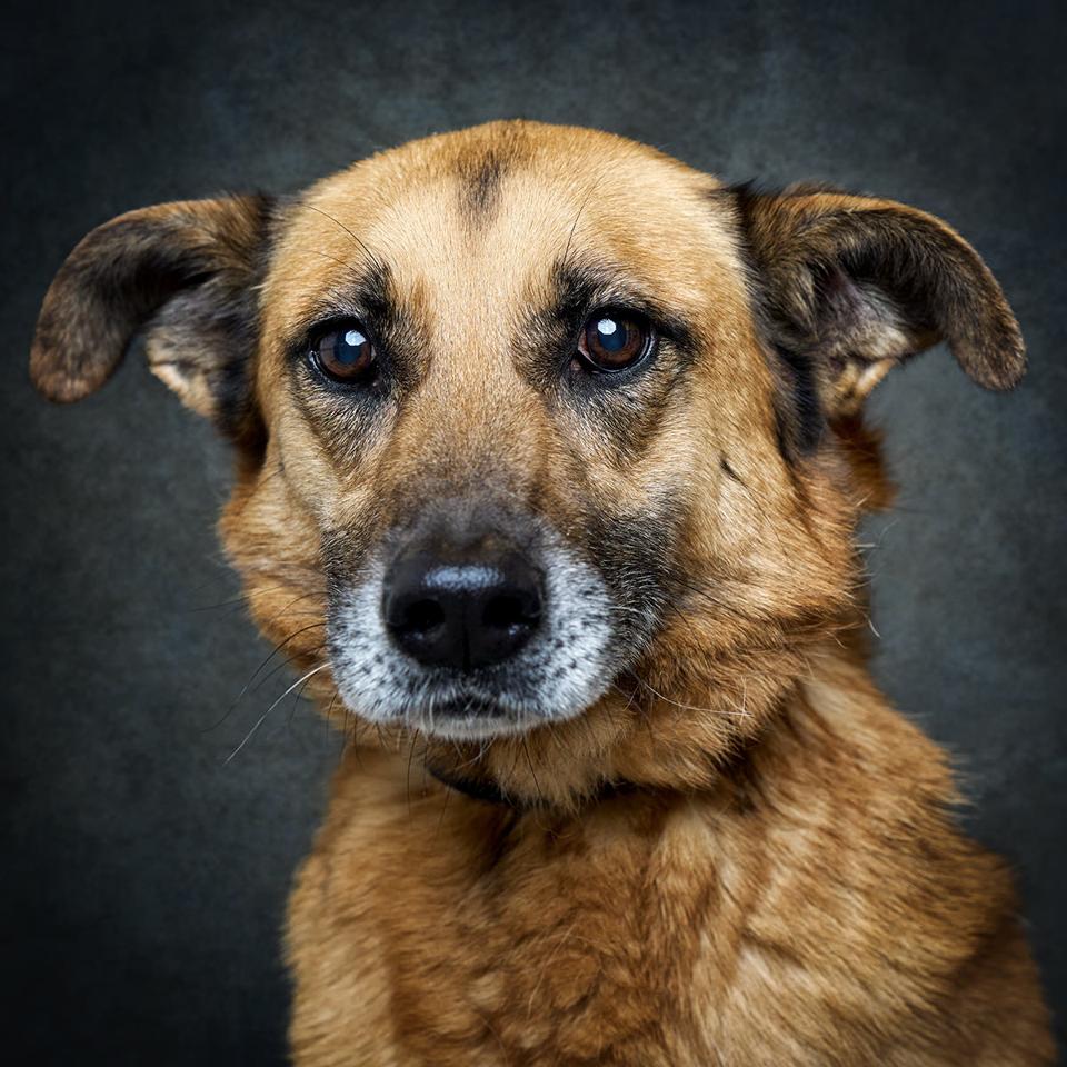 Retrato de Leninha, cadela para adoção em Leiria