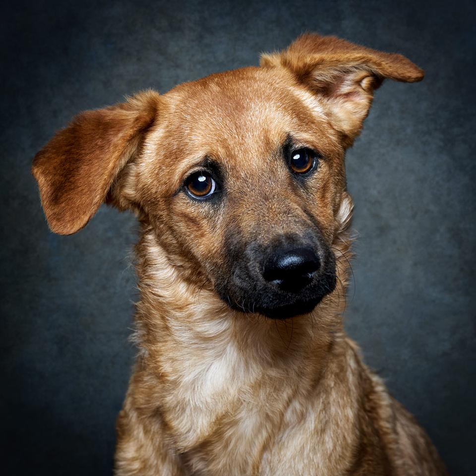 Retrato de Pituxa, cadela para adoção em Barcarena