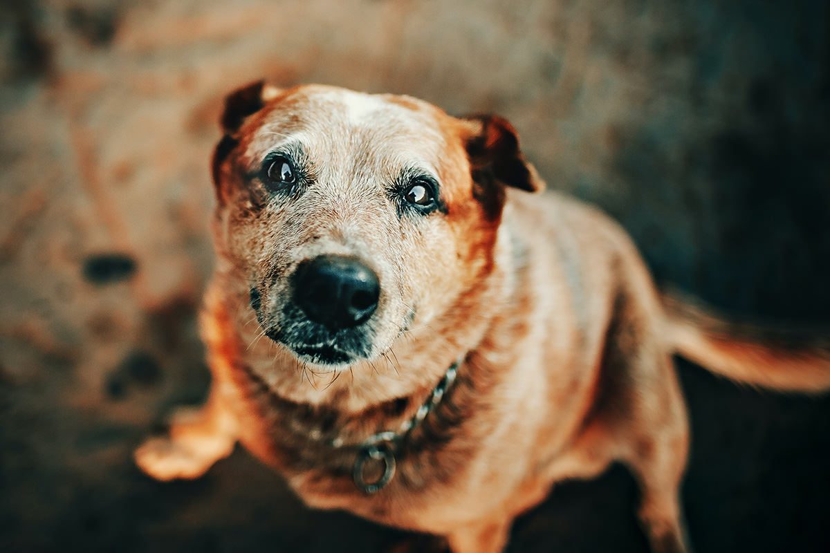 Cão idoso de pelo ruivo e focinho grisalho a olhar para cima, com o fundo desfocado