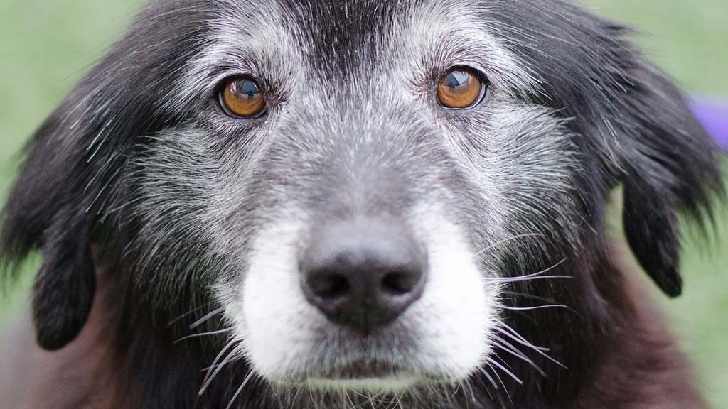 Grande plano de um cão preto já velhinho, de focinho grisalho e olhos cor de mel