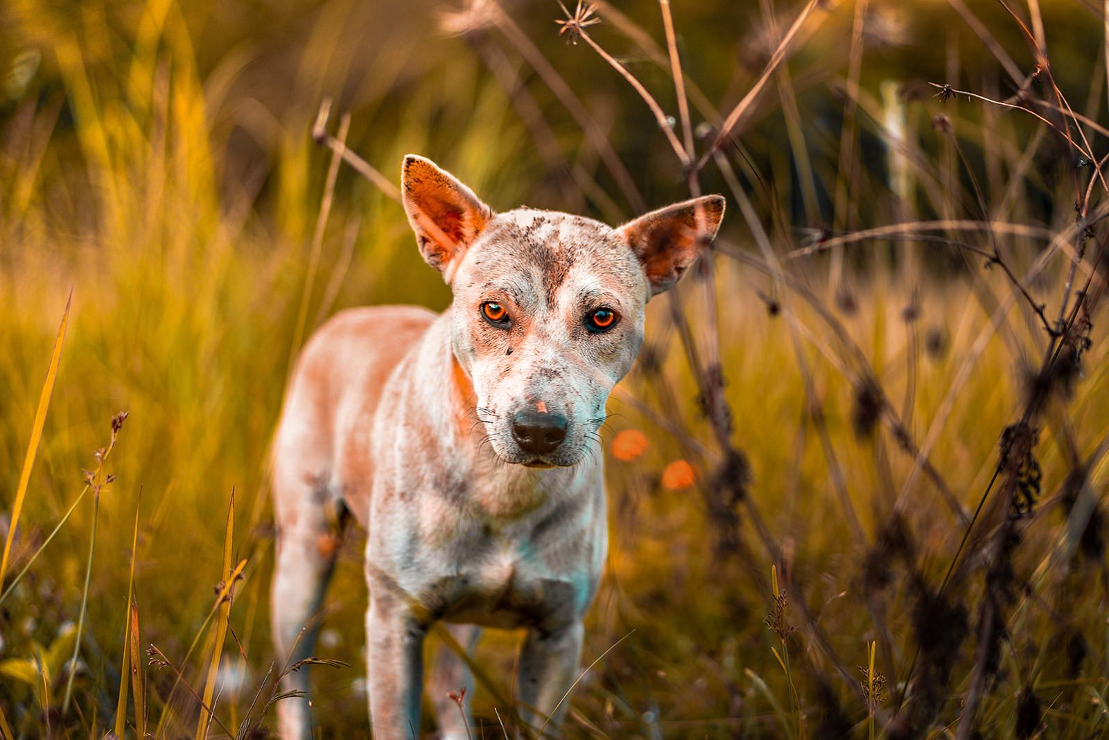 Cão magro de pelo claro e orelhas grandes, de pé no meio de erva alta ao fim da tarde