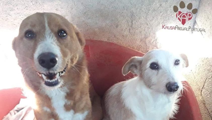 Dois cães lado a lado a sorrir para a câmara: um branco e cor de mel e outro pequeno, branco