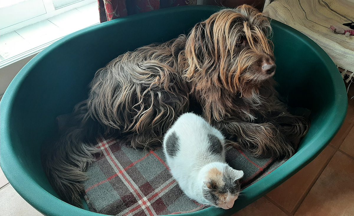 Cão de pelo comprido e ondulado deitado numa cama verde, com uma gata branca e cinzenta encostada a ele