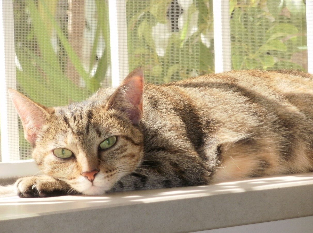 Gata tigrada de olhos verdes deitada no parapeito de uma janela