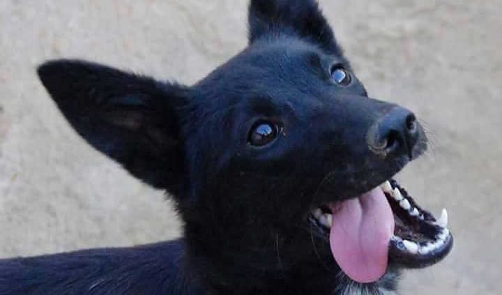 Cão preto de orelhas em pé, de boca aberta e língua de fora, a olhar para cima