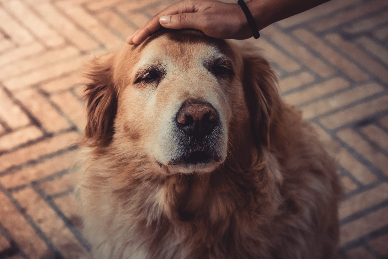 Mão a fazer festas na cabeça de um golden retriever idoso